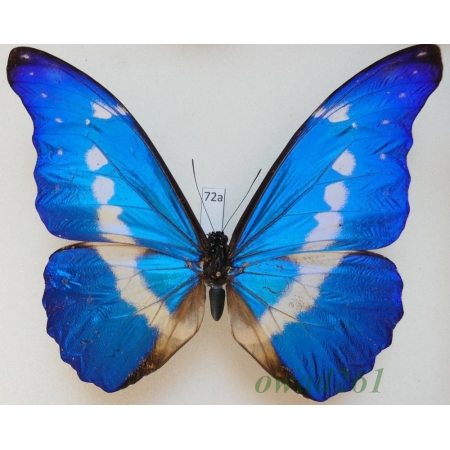 Morpho helena Staudinger, 1890 Peru 115mm72a